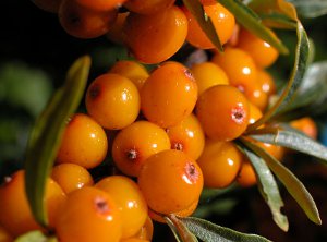 Agafia’s Sea Buckthorn Personal Care Products