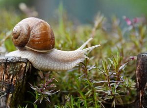 Skin Benefits of Snail Mucin and Its Use in Skincare