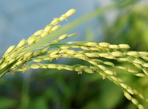 Skin and Hair Benefits of Rice Bran Oil